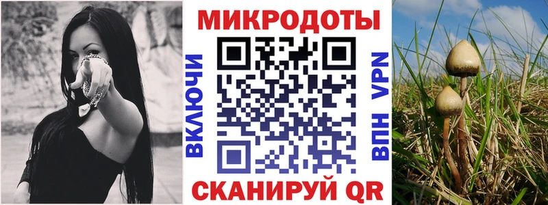 цена   Кунгур  Псилоцибиновые грибы Cubensis 